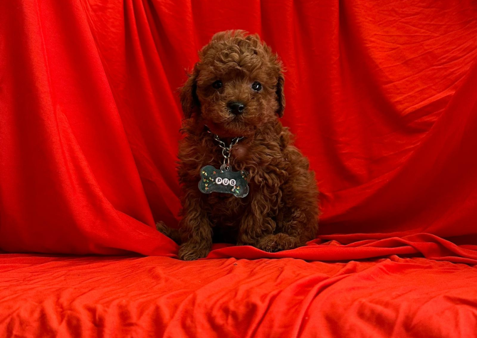 Safkan Toy Poodle Bebekler